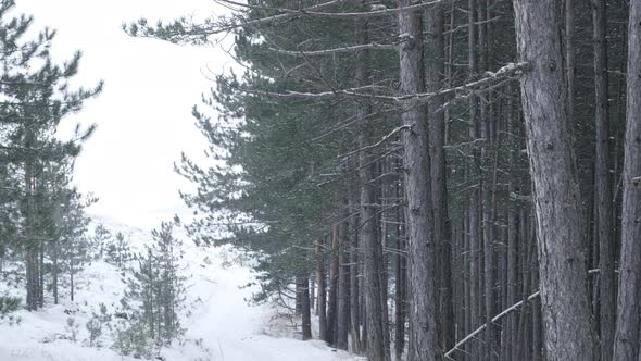 Snow fall in coniferous woods winter scenery 3840X2160 UHD footage - Cone-bearing seed plants and fa