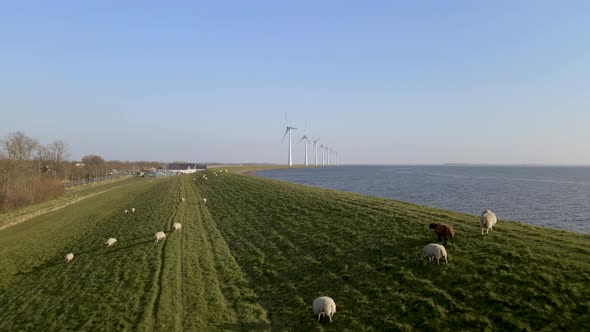 Aerial pullback from Windmill farm and sheep herd on green field lake shore