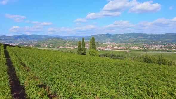 Flight Over The Vineyard