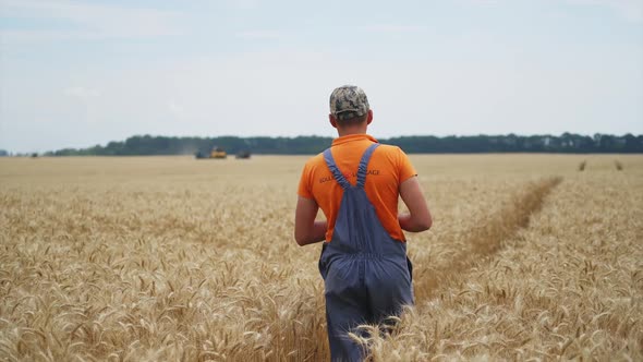 Farmer observing harvesting process. Combine works in field. Dry wheat and rural landscape.