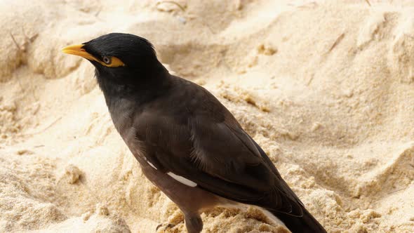 Common Myna -Acridotheres Tristis-