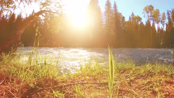 Meadow at Mountain River Bank. Landscape with Green Grass, Pine Trees and Sun Rays