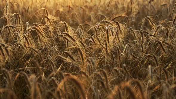 Wheat Fields