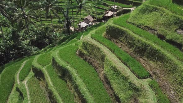 Aerial video in an amazing landscape, with drone, above rice terraces in a beautiful day.