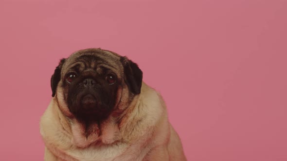 Cute Pug Sits and Looking at Camera