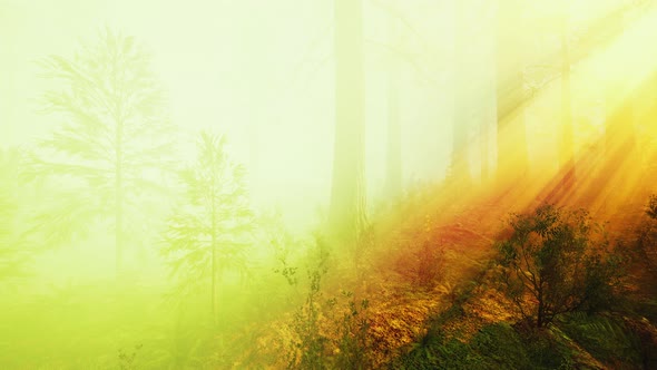 Mysterious Fairy Tale Deep Magic Forest alt