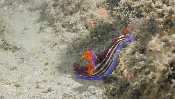 Vibrant coloured Nudibranch sea sluges slowly along on a coral reef structure. Underwater view