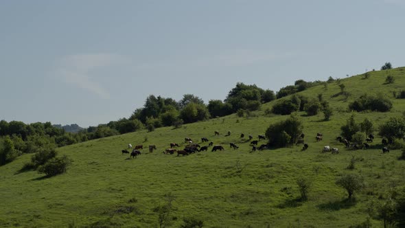 Group of Cows Grazing on Green Meadow, Small Forest and Mount Karachay-Cherkess Republic