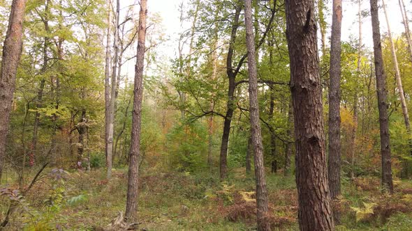 Forest with Trees in the Fall During the Day