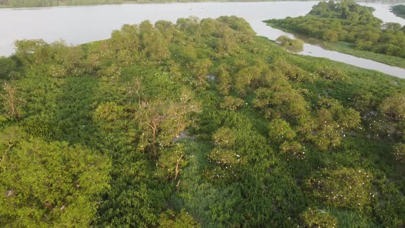 Fly over egret birds habitat at the island of Sungai Perak river