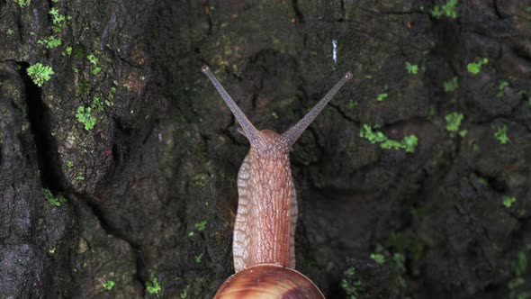Large Grape Snail Slowly Creeps Up to the Tree
