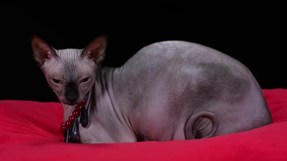 Side View of a Canadian Sphinx Lying on a Red Blanket in the Studio on a Black Background