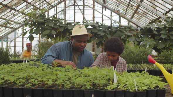 Afro-American Man and Kid Working in Greenhouse Farm