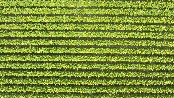 Aerial top view of a tobacco plantation in Italy
