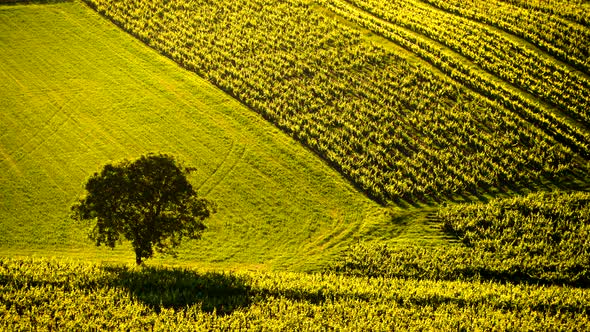 Green Vineyards On Hills Of Jura Region, France