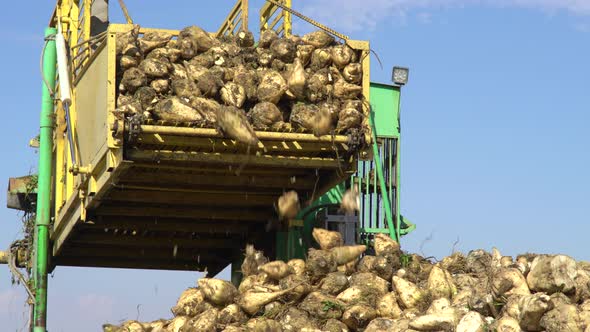 Sugar Beet Cultivation