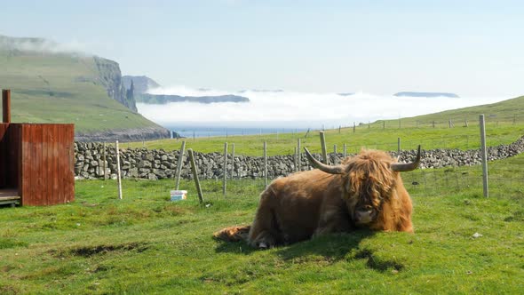 Stunning View of Foggy Trollkonufingur Witches Finger with a Mountain Cow