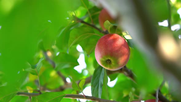 Man's Hand Picks an Apple Growing on a Tree