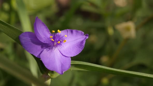 Slow motion spiderwort flower close-up 1920X1080 HD footage - Purple Tradescantia virginiana  plant 