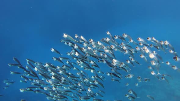 School of Indian Mackerel Feeding in Red Sea