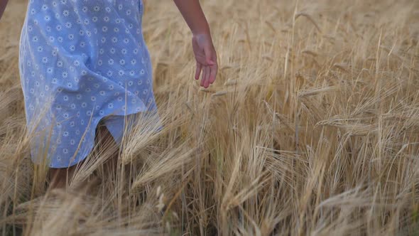 Small Girl in Walking Through Wheat Field and Stroking Ripe Spikelets. Cute Child Spending Time at