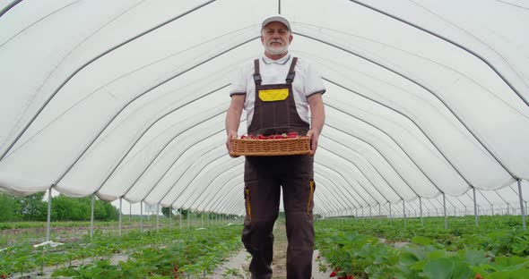 Elderly Man Keeping Wicker Basket with Strawberries