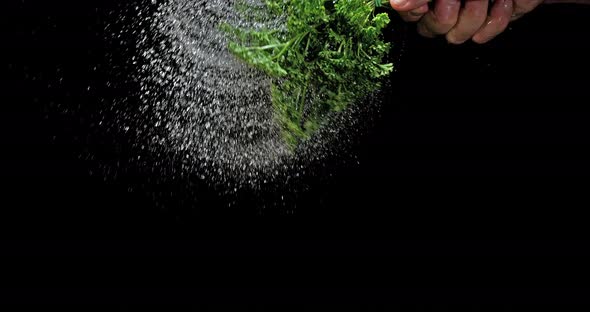 Friesian Parsley, Petroselinum crispum, with Water Splashing on Black Background, Slow Motion 4K