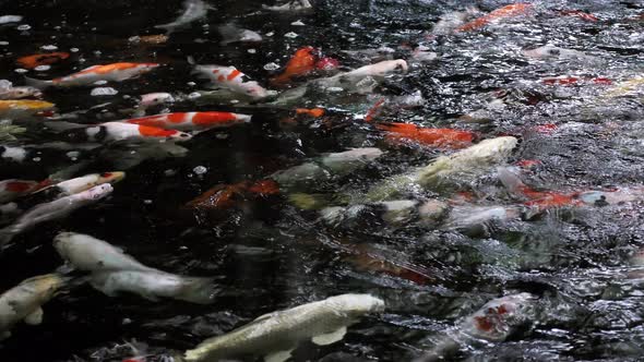 A colorful variety of ornamental Koi - Carp fishes also know as Kohaku, Sanke, and Showa, swimming g