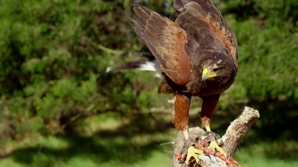 Falcon eagle perched on branch