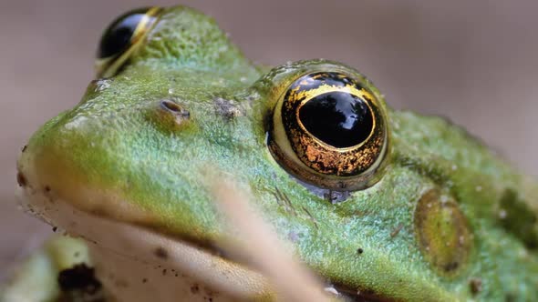 Frog Funny Looks at Camera. Portrait of Green Toad Sits on the Sand