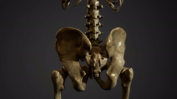 Bones of the Human Skeleton