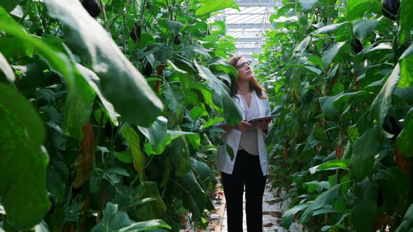 Scientist with digital tablet examining plants in the greenhouse 4k