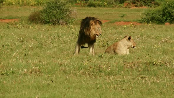 Lion Love – Mating Lions II