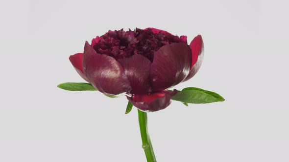 Time Lapse of a purple Peony blooming