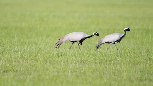 Real Wild Crane Birds Walking in Natural Meadow Habitat