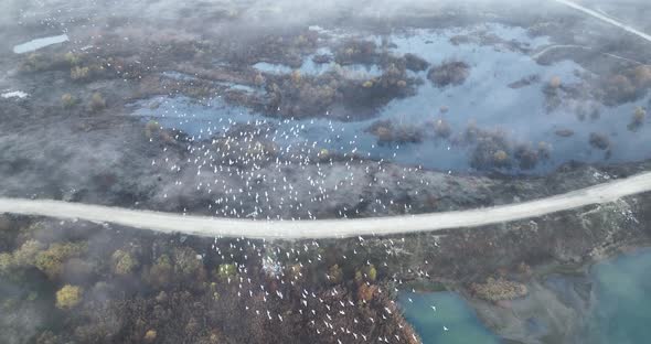 Flying Above Epic Large Flock of Birds