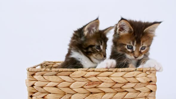 Striped Grey Kittens Playing in a Basket on a White Background