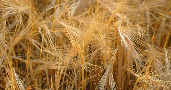 Ears of Wheat Closeup Against Clear Blue Sky