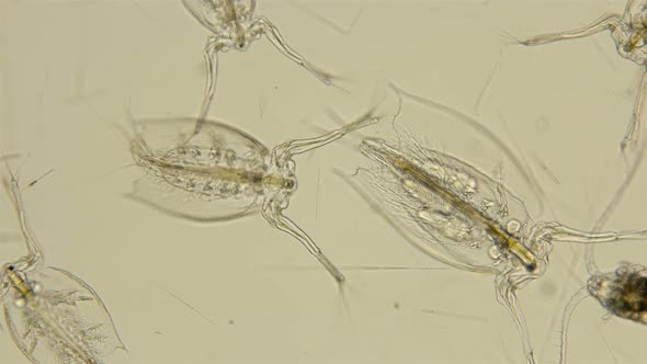 The Zooplankton and Plankton of the Black Sea Under a Microscope, Cladocera Penilia Avirostris