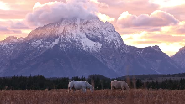 Horses in pasture in Wyoming during sunset in the Grand Tetons