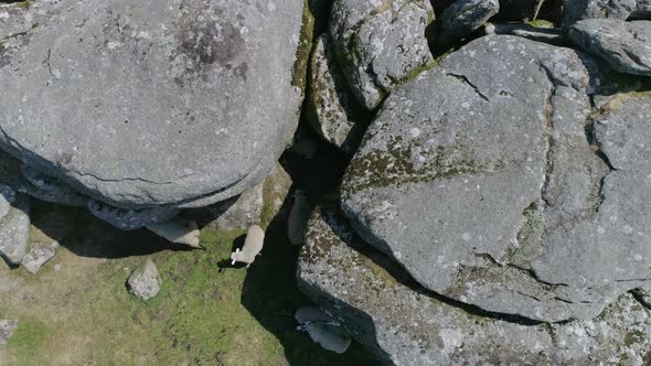 Birdseye aerial shot tracking backwards slowly over a rocky tor, with sheep hiding in the shady on a