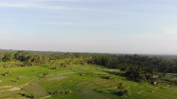 Drone shot of a rice field in the morning in Bali, Indonesia.