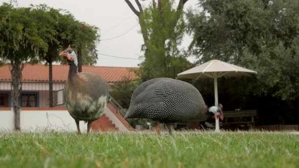 Pair Of Helmeted Guineafowl Foraging For Food On Green Grass. close up, low-level