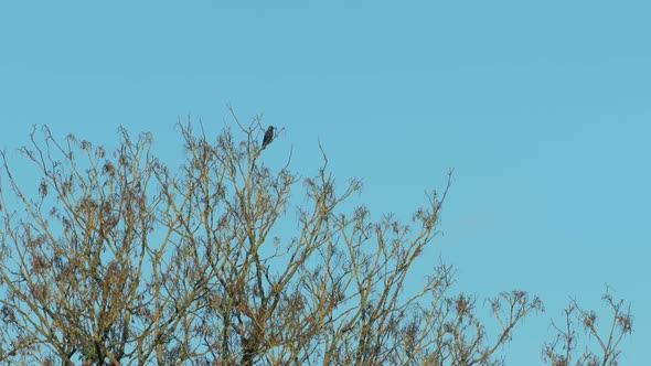 Bird Flies Off Tree Top