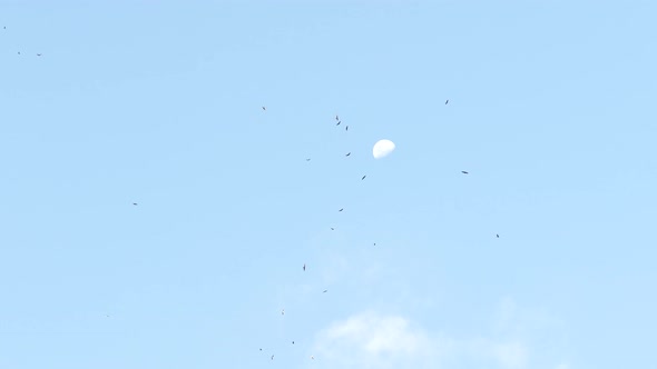 Flock of kites, hawks and vultures circling high, blue sky with moon background