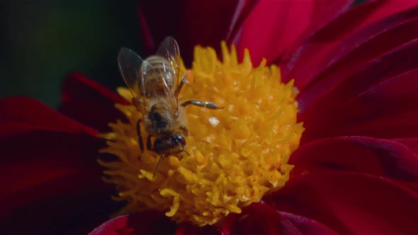 Macro Shot of a Bee Pollinating a Red Flower