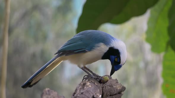 Blue Green Jay feeding by exotic fruit in nature perched on branch,close up shot