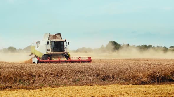 Rotary Straw Walker Cut and Threshes Ripe Wheat Grain