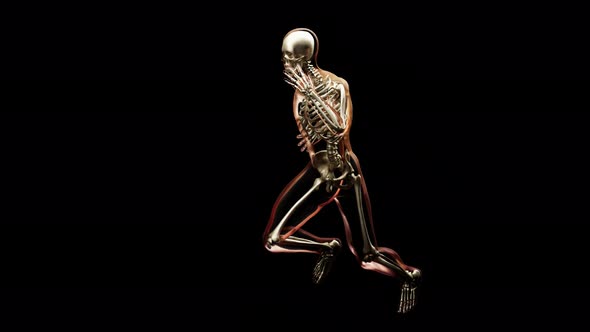 skeleton system of running man,  bone Anatomy while run, human physical and sport, joggers