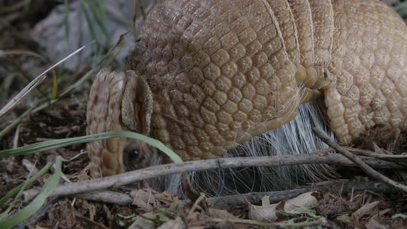 Armadillo close up eating in dirt and grass